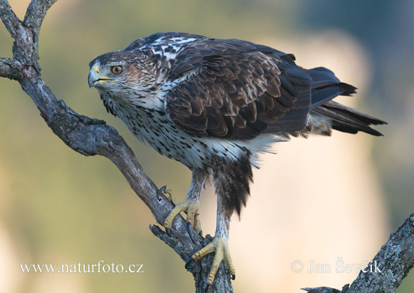 orol (Aquila fasciata)