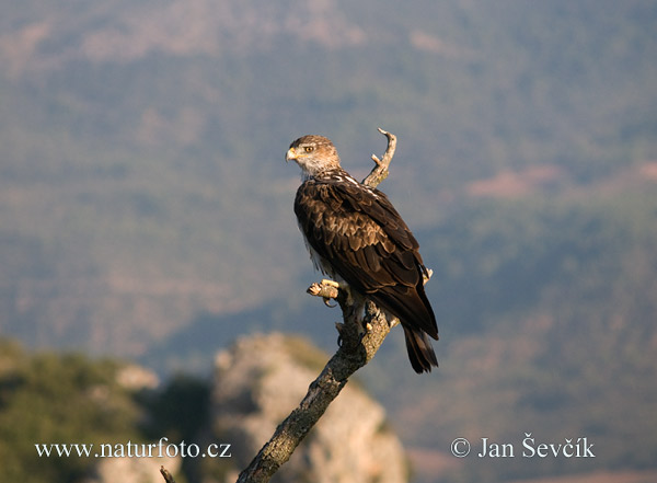 orol (Aquila fasciata)