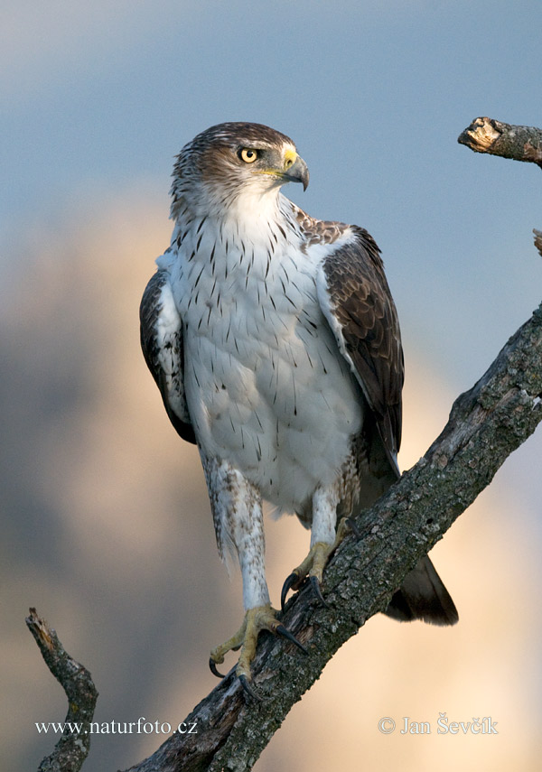 orol (Aquila fasciata)