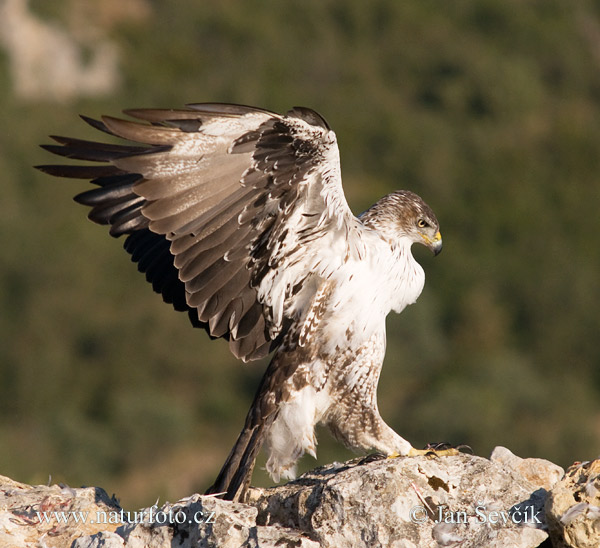 orol (Aquila fasciata)