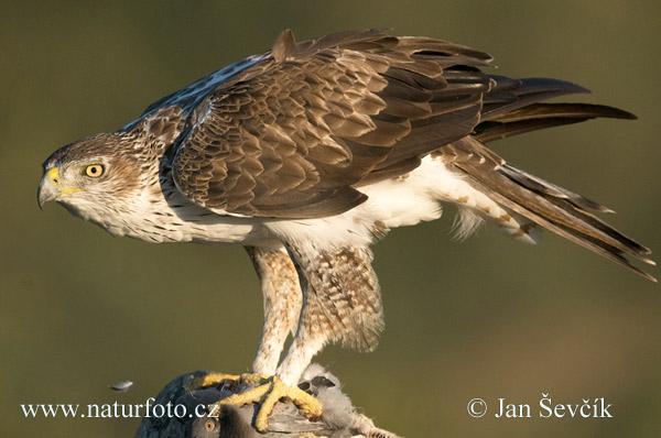 orol (Aquila fasciata)