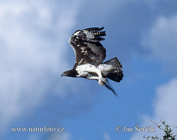 Orol dravý (Polemaetus bellicosus)