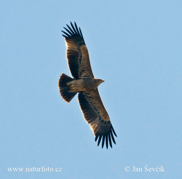 Orol kráľovský (Aquila heliaca)