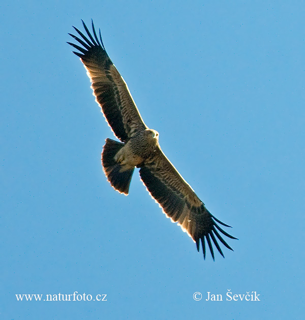 Orol kráľovský (Aquila heliaca)