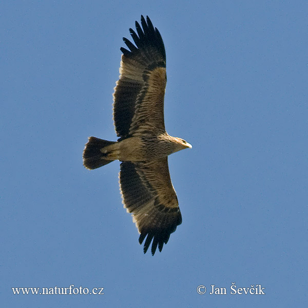 Orol kráľovský (Aquila heliaca)