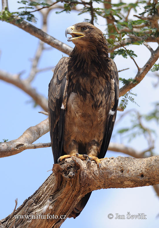 Orol stepný (Aquila rapax)