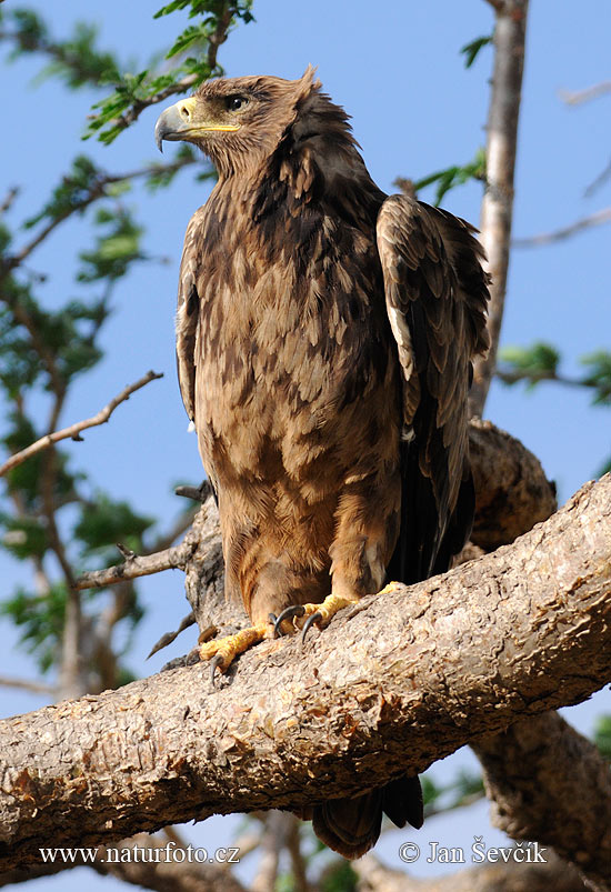 Orol stepný (Aquila rapax)