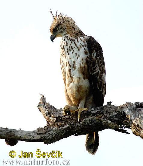 Orol viactvarý (Spizaetus cirrhatus)