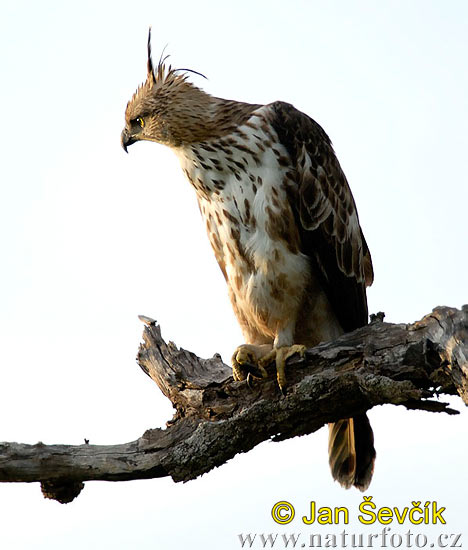 Orol viactvarý (Spizaetus cirrhatus)