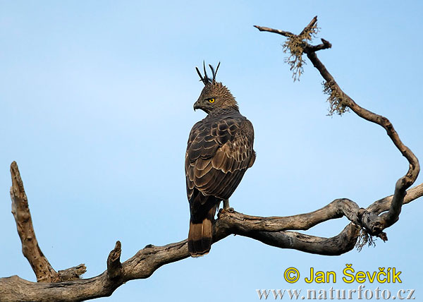 Orol viactvarý (Spizaetus cirrhatus)