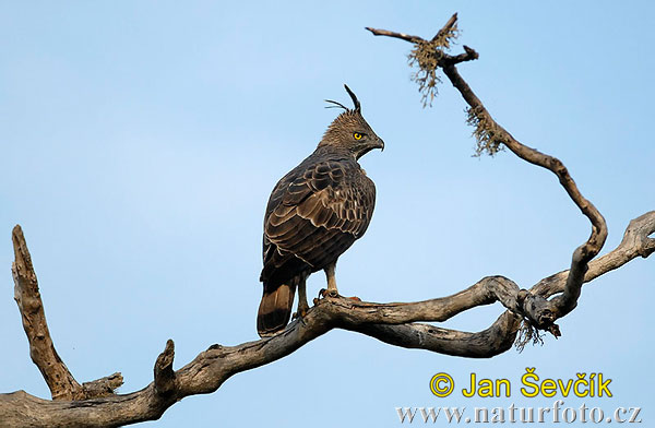 Orol viactvarý (Spizaetus cirrhatus)