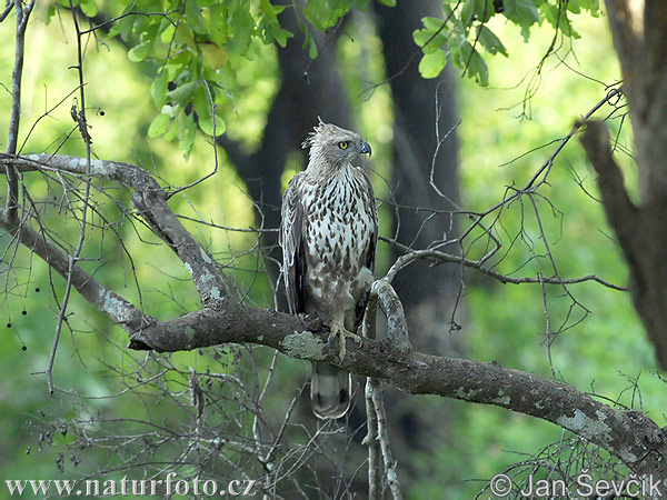 Orol viactvarý (Spizaetus cirrhatus)