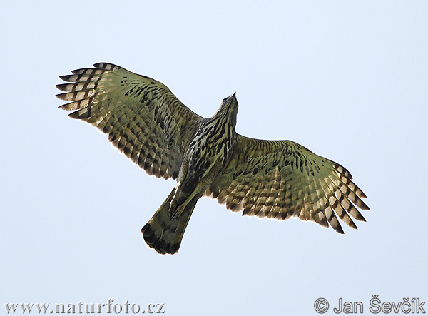 Orol viactvarý (Spizaetus cirrhatus)