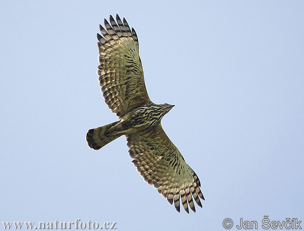 Orol viactvarý (Spizaetus cirrhatus)