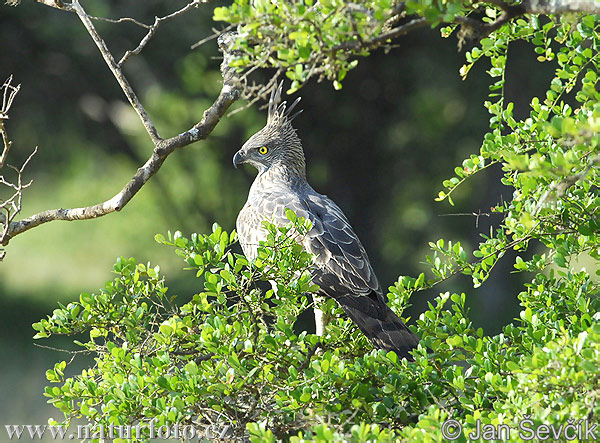 Orol viactvarý (Spizaetus cirrhatus)