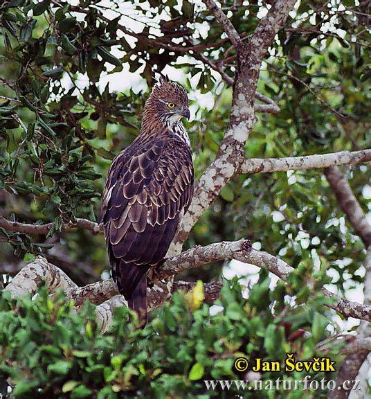 Orol viactvarý (Spizaetus cirrhatus)