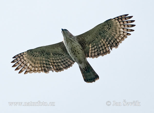 Orol viactvarý (Spizaetus cirrhatus)