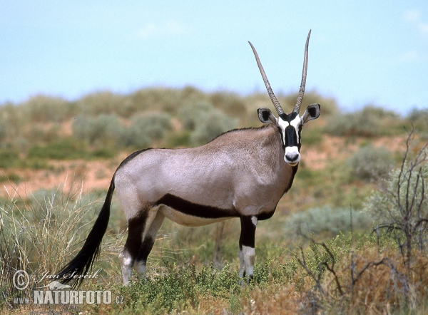 Oryx jihoafrický (Oryx gazella gazella)
