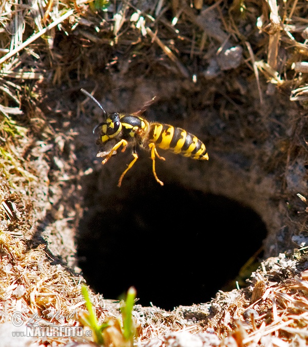 Osa (Vespula germanica)