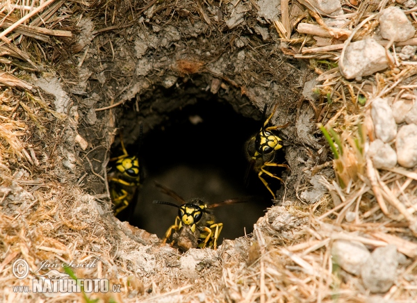 Osa (Vespula germanica)