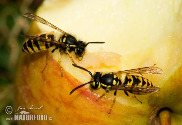 Osa obyčajná (Vespula vulgaris)