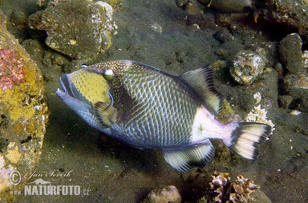 Ostenec (Balistoides viridescens)