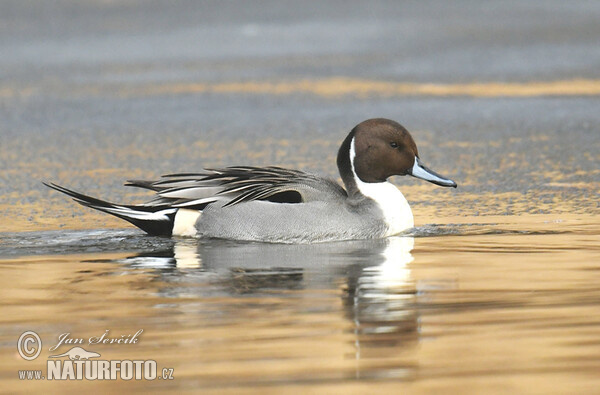 Ostralka štíhlá (Anas acuta)