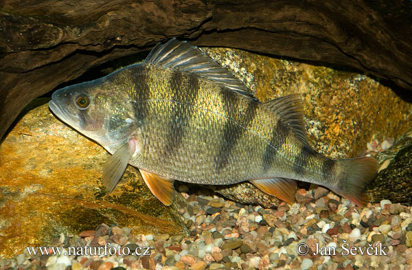 Ostriež obyčajný (Perca fluviatilis)