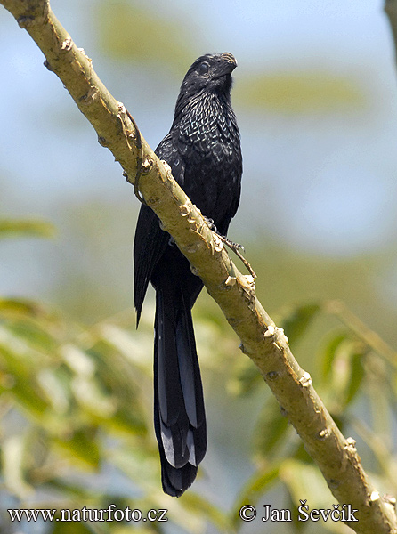 Ostronos vrúbkozobý (Crotophaga sulcirostris)