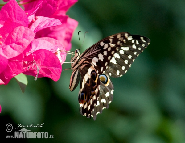 Otakárek citrusový (Papilio demodocus)