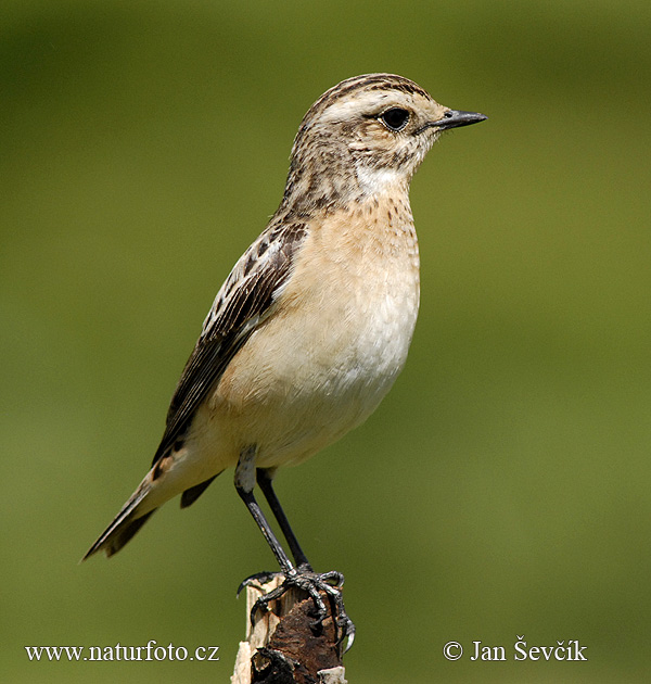 Pŕhľaviar červenkastý (Saxicola rubetra)