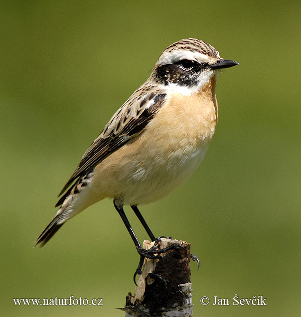 Pŕhľaviar červenkastý (Saxicola rubetra)