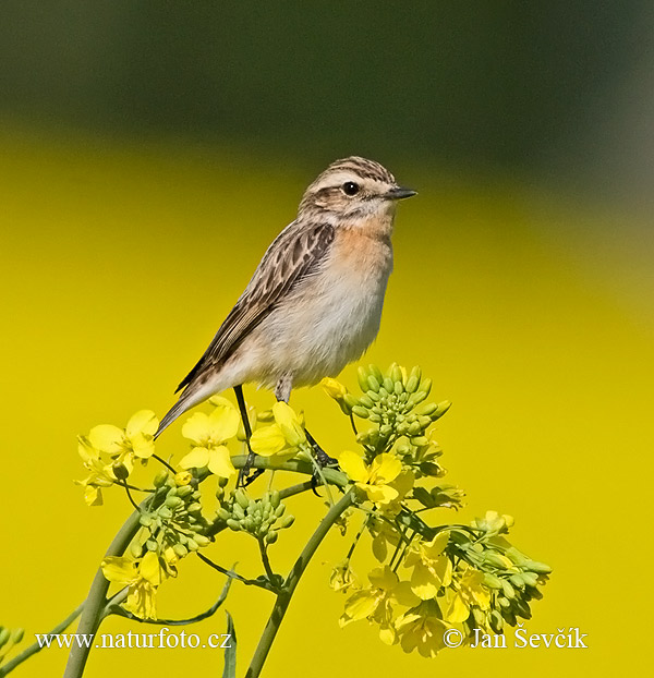 Pŕhľaviar červenkastý (Saxicola rubetra)