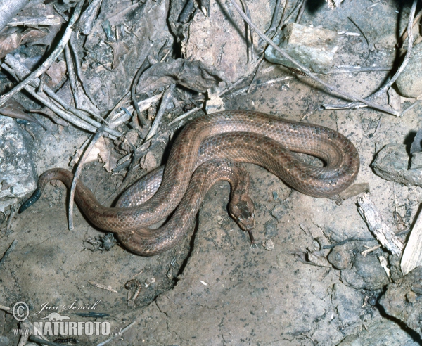 Pahroznýšek skvrnitý (Tropidophis melanurus)