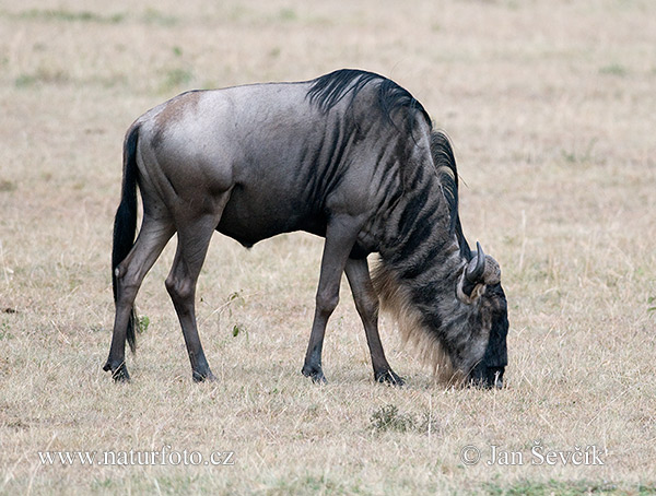 Pakôň modrý (Connochaetes taurinus)