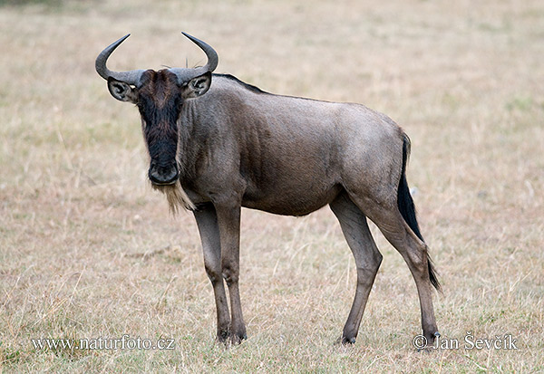 Pakôň modrý (Connochaetes taurinus)