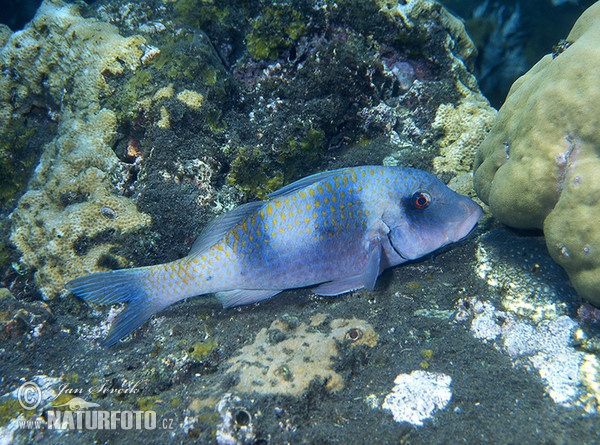 Parmice dvoupruhá (Parupeneus bifasciatus)