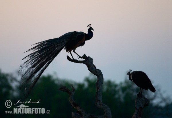 Páv korunkatý (Pavo cristatus)