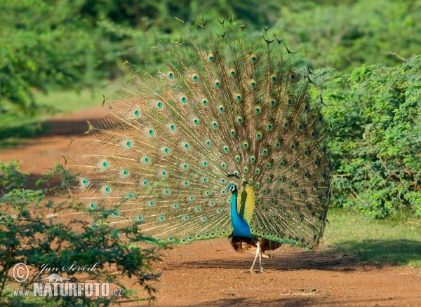 Páv korunkatý (Pavo cristatus)