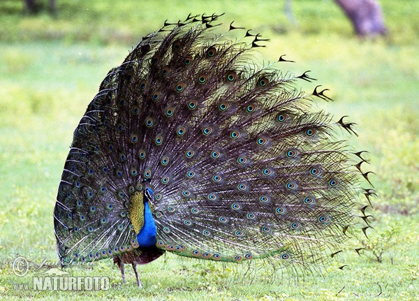 Páv korunkatý (Pavo cristatus)