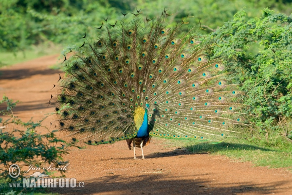 Páv korunkatý (Pavo cristatus)