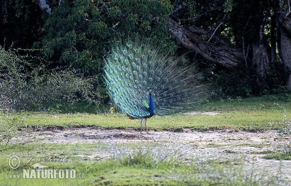 Páv korunkatý (Pavo cristatus)