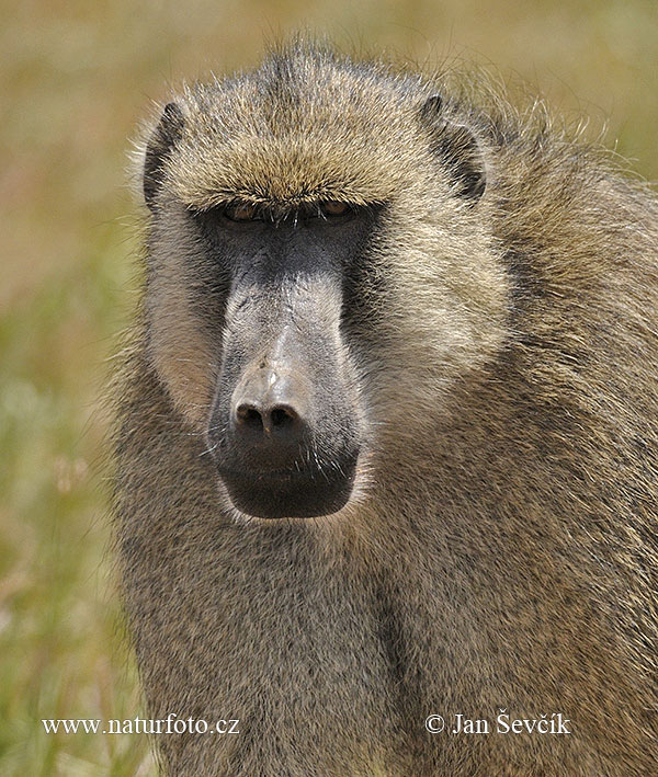 Pavián babuin (Papio cynocephalus)