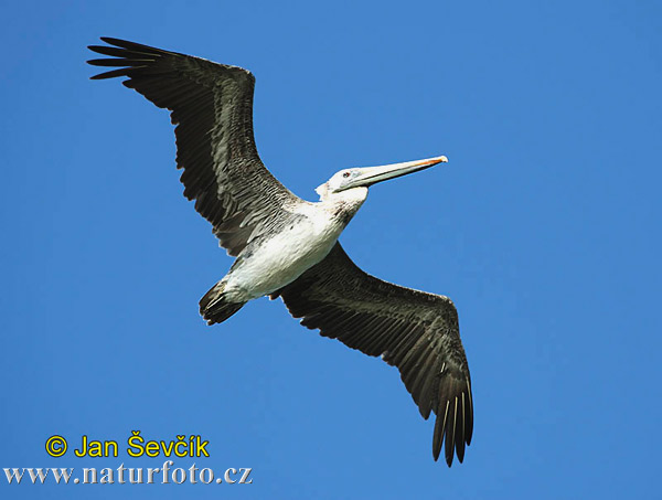 Pelikán hnedý (Pelecanus occidentalis)