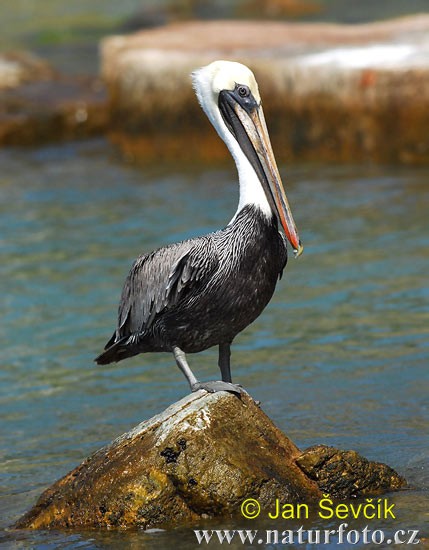 Pelikán hnedý (Pelecanus occidentalis)