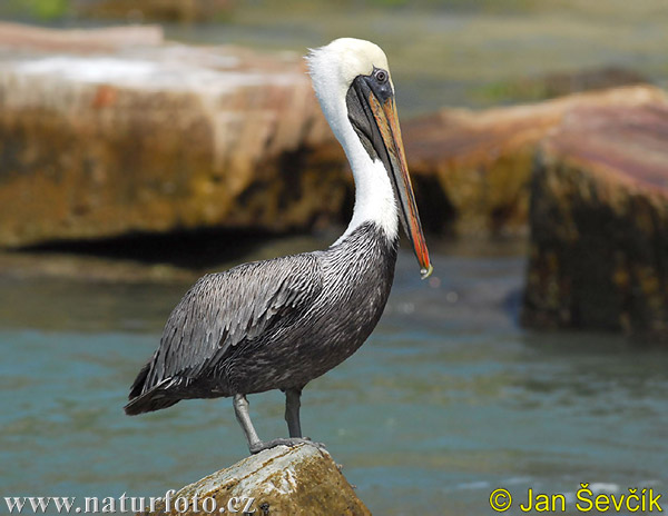 Pelikán hnedý (Pelecanus occidentalis)