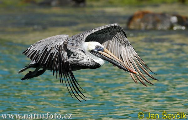 Pelikán hnedý (Pelecanus occidentalis)