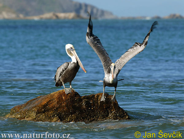 Pelikán hnedý (Pelecanus occidentalis)