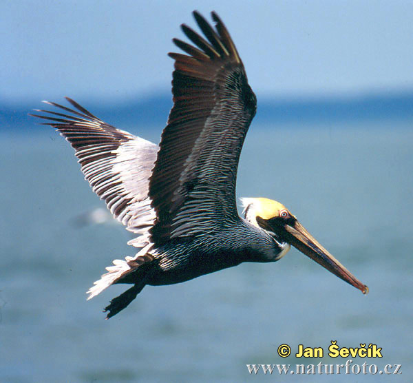 Pelikán hnedý (Pelecanus occidentalis)