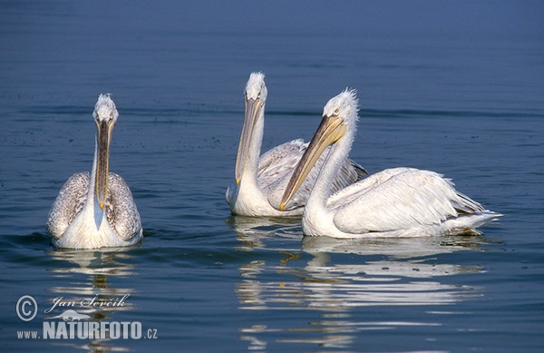 Pelikán kadeřavý (Pelecanus crispus)